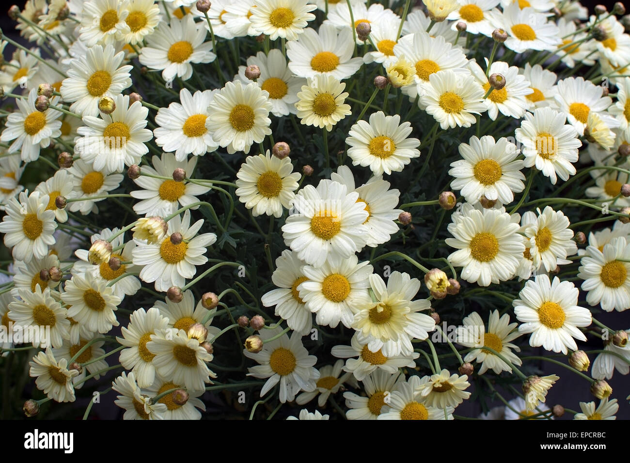 Yellow Oxe-eye daisy or Moon Daisy May flowers, Leucanthemum vulgare, blossoming in May. Stock Photo