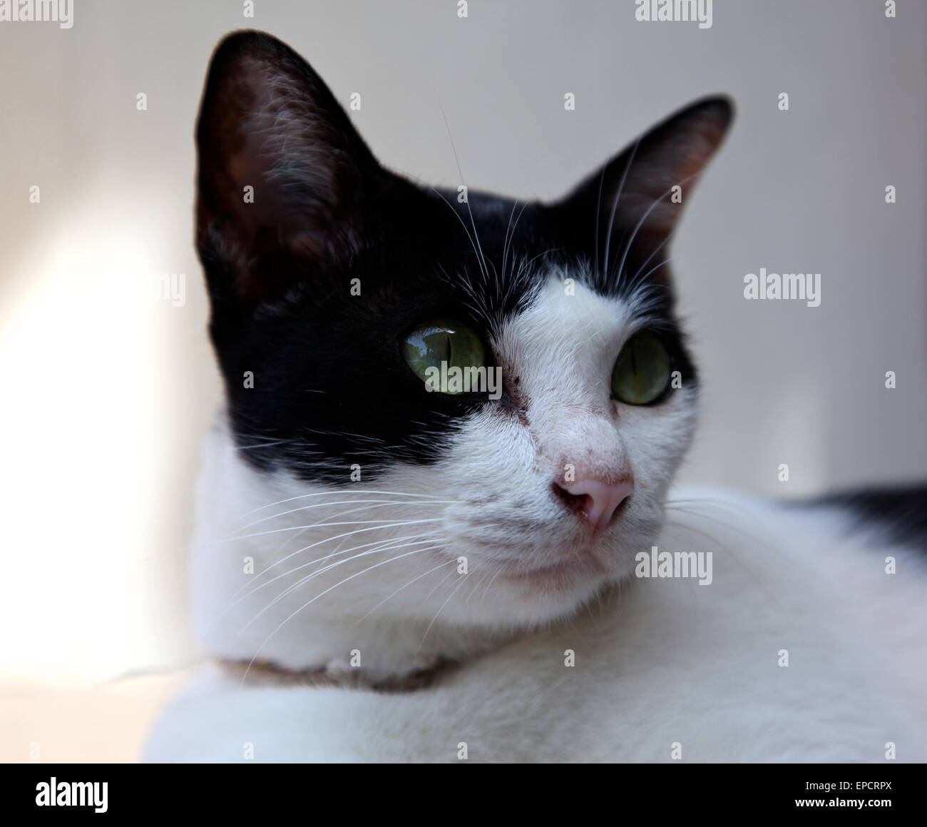 Black and white cat with green eyes Stock Photo - Alamy