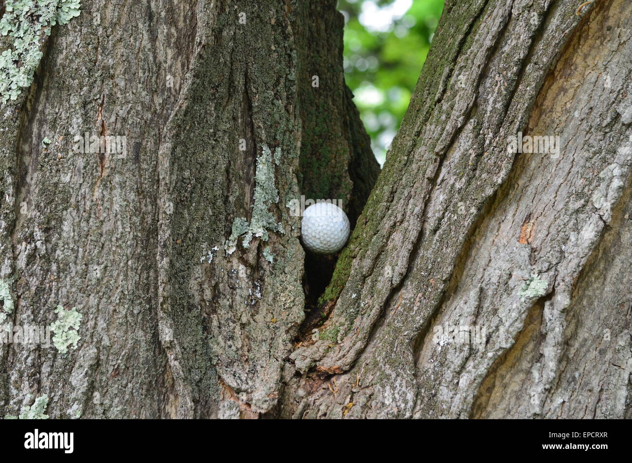Golf ball in a tree Stock Photo - Alamy