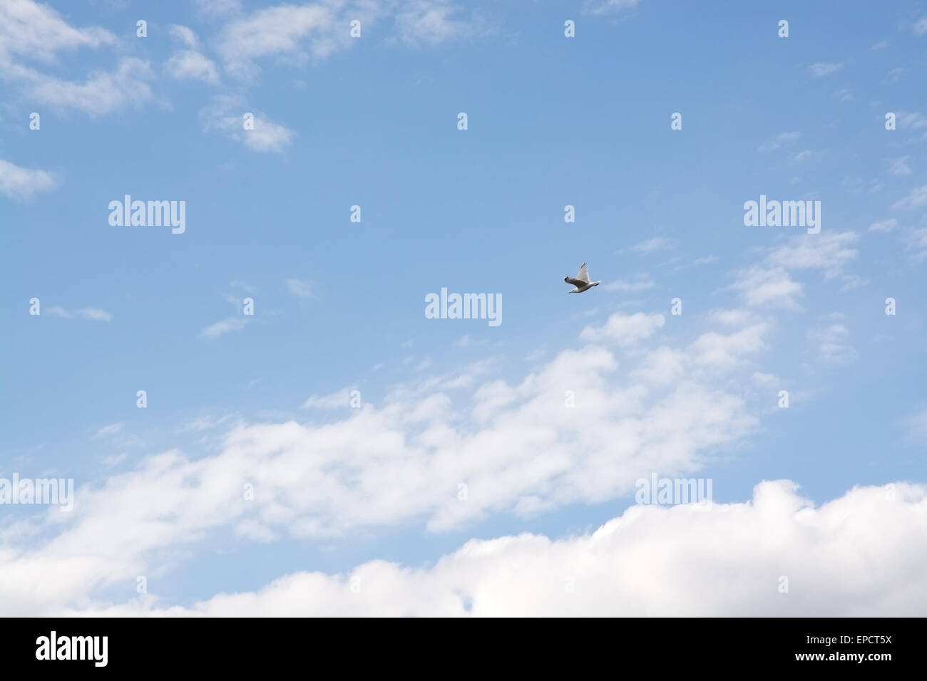 Cloudy sky with bird flying overhead in summer, Sweden. Stock Photo