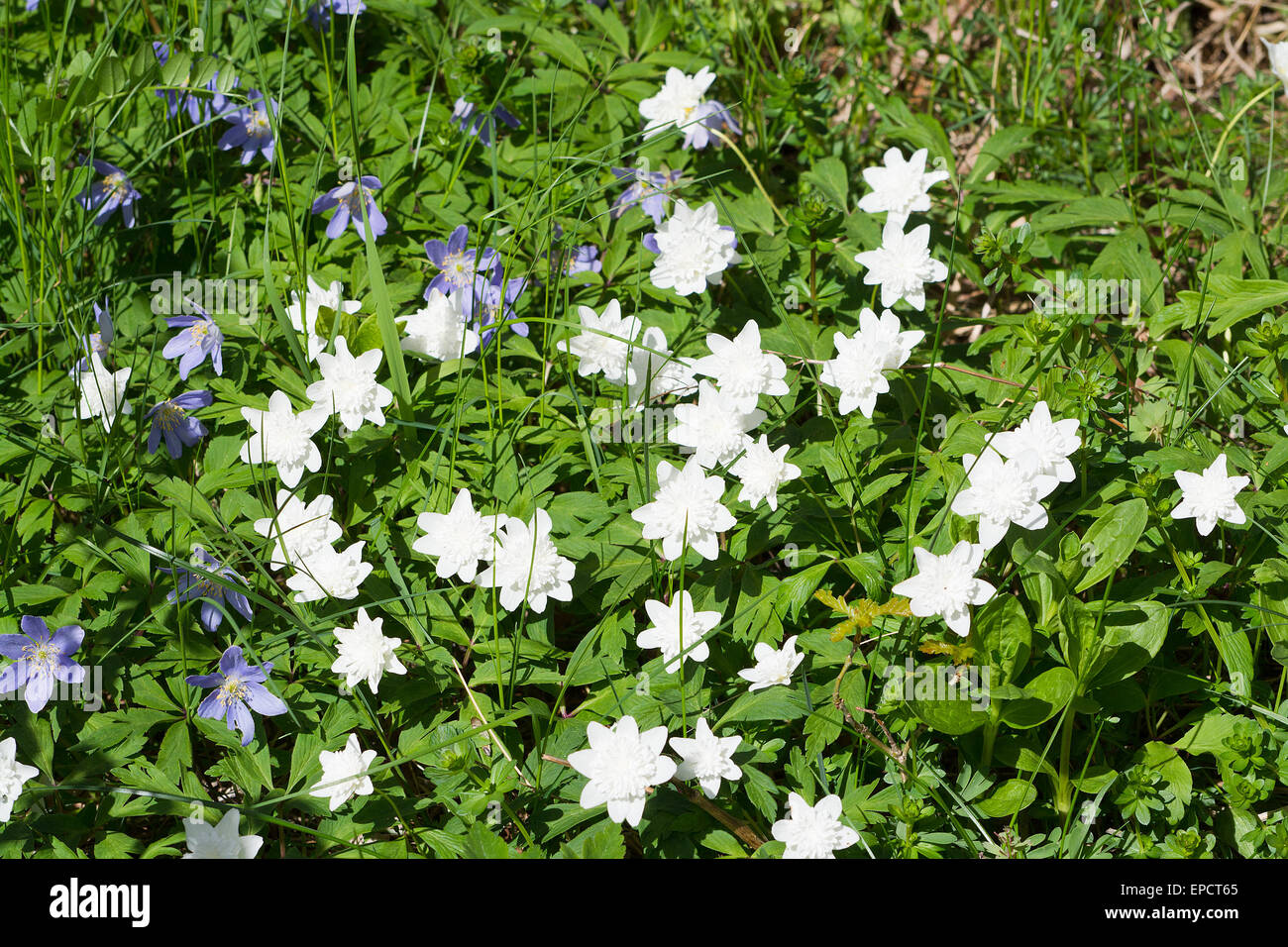 White Wood anemone flowers (Anemone nemorosa) closeup with green leaves. Stock Photo