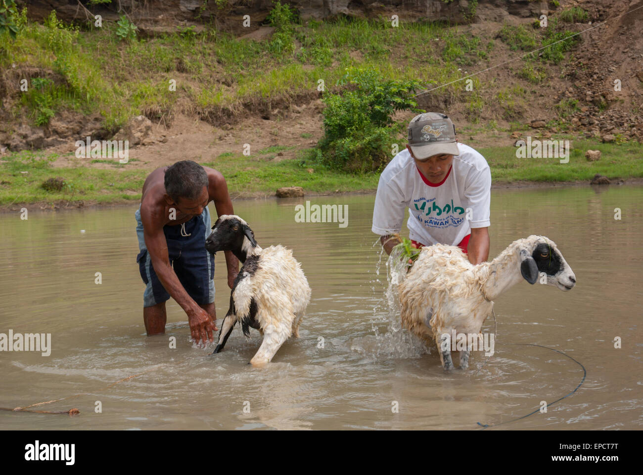 Local people are bathing goats on a small pond in rural area of Blora, Java, Indonesia. Stock Photo
