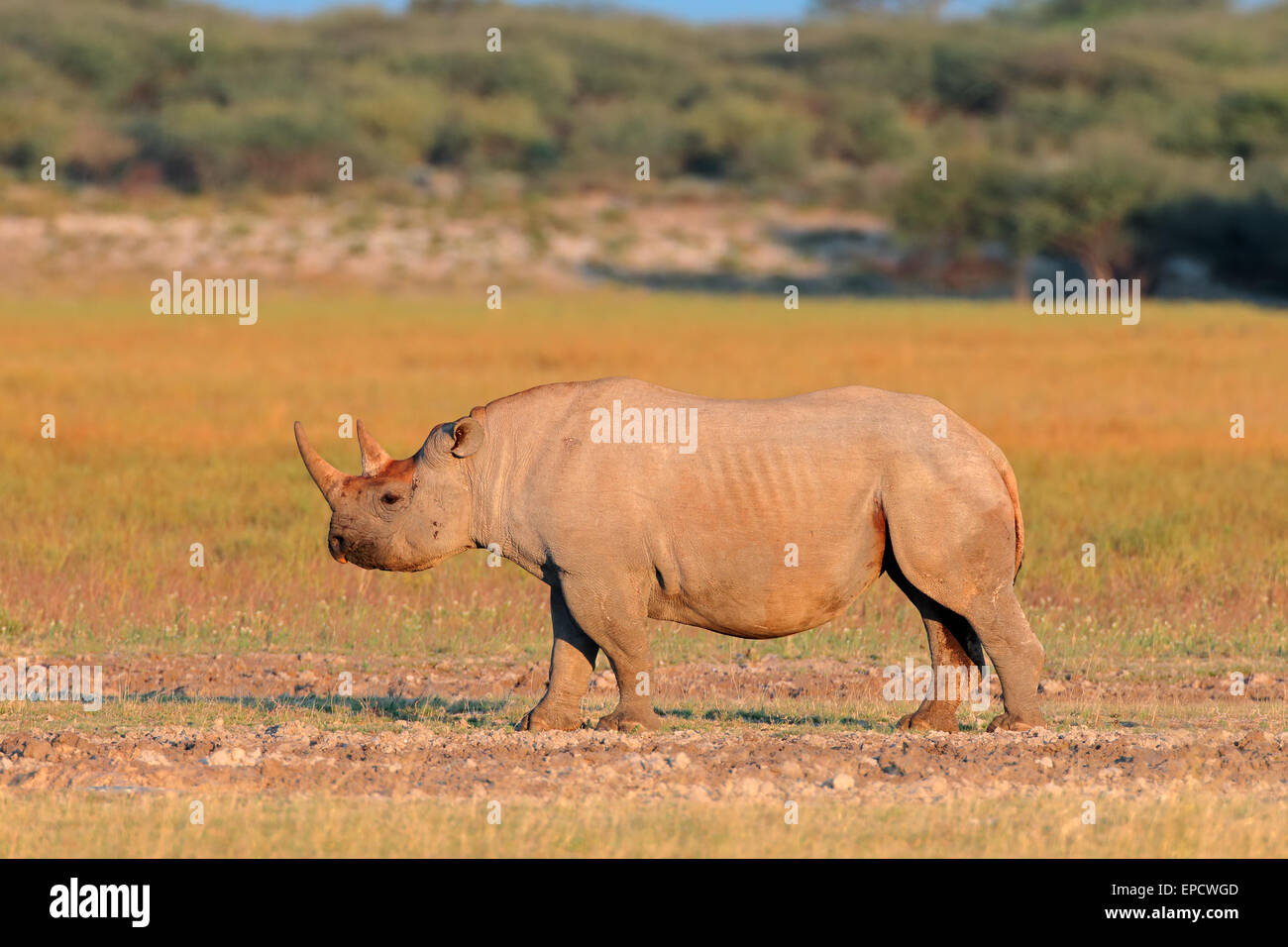A black (hooked-lipped) rhinoceros (Diceros bicornis), South Africa Stock Photo