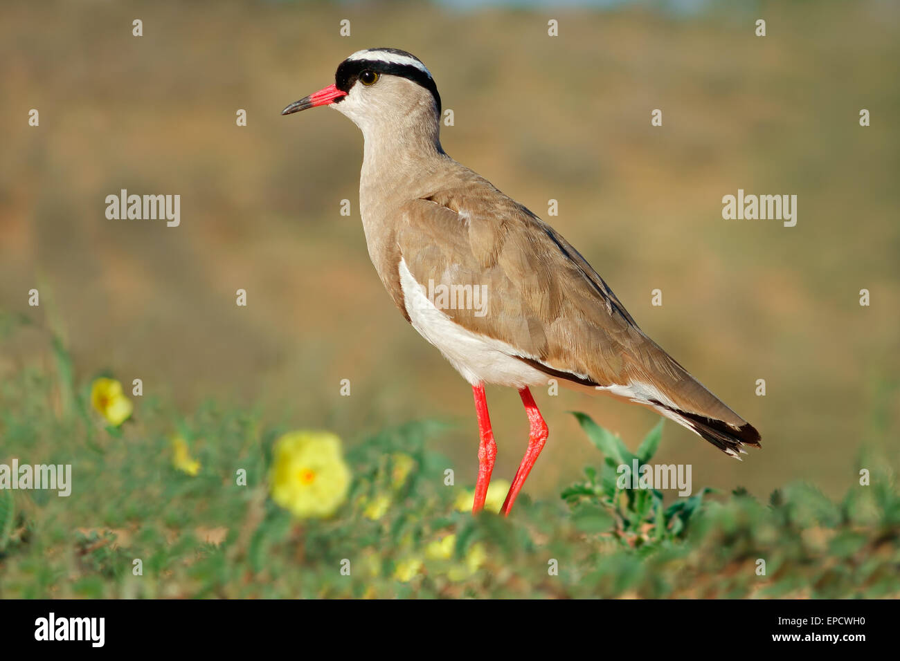 A crowned plover (Vanellus coronatus) in natural habitat, South Africa Stock Photo