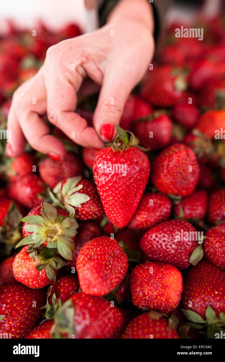 Fresh, ripe and delicious strawberries Stock Photo