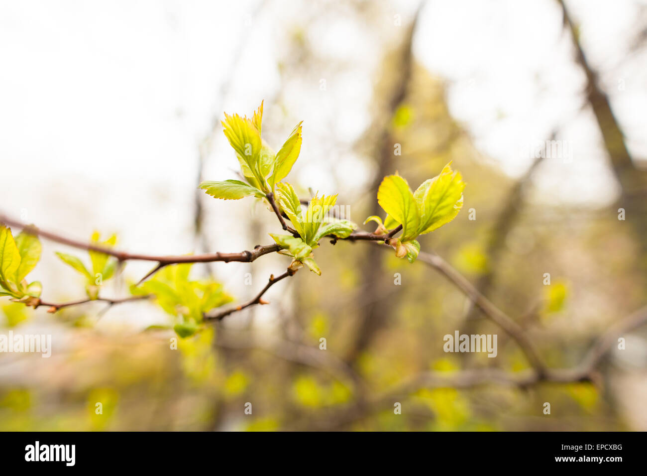 New spring leaves are growing on trees Stock Photo