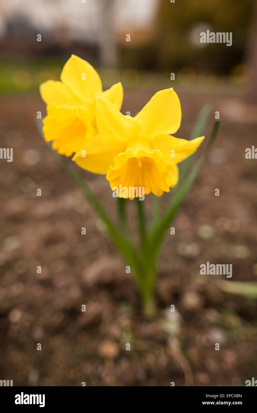 First daffodils in spring, beautiful and vibrant Stock Photo