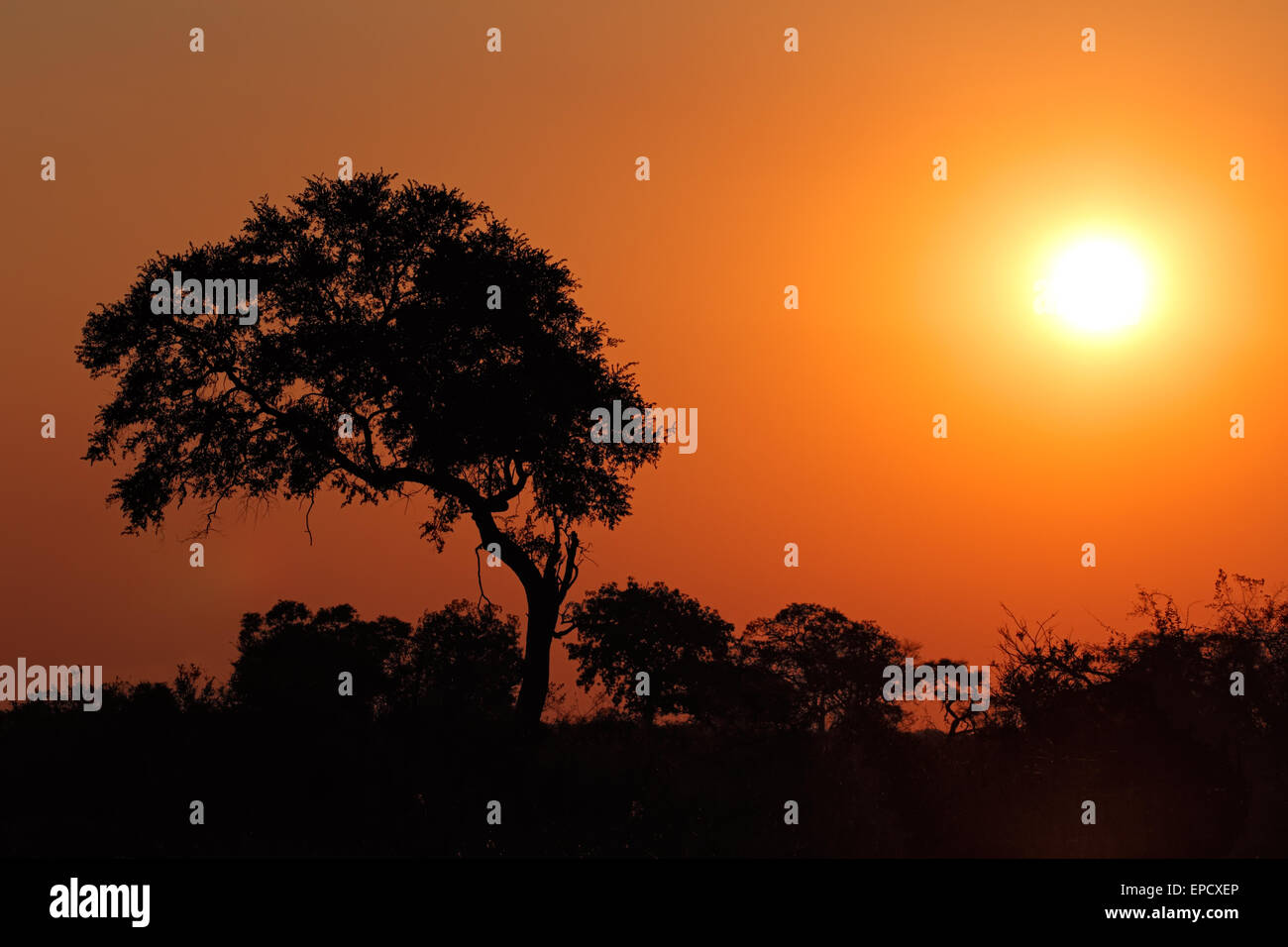 Sunset with silhouetted African tree, southern Africa Stock Photo