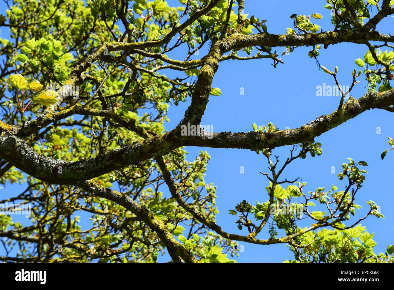 Tree branch wallpaper. Bright green leaves look great against the blue ...