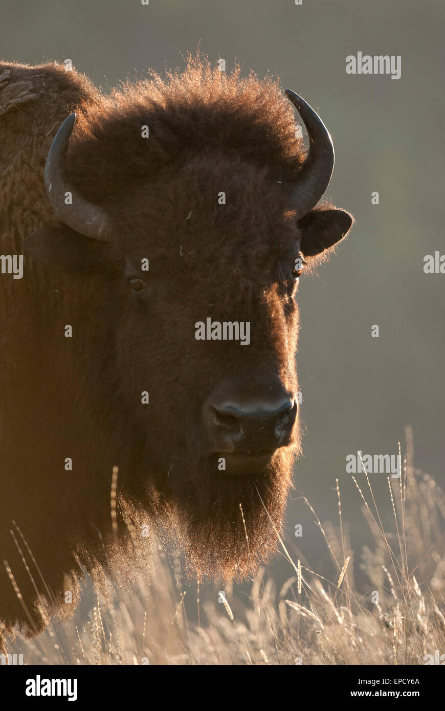 Backlit bison cow (Bison bison), National Bison Range, Montana Stock