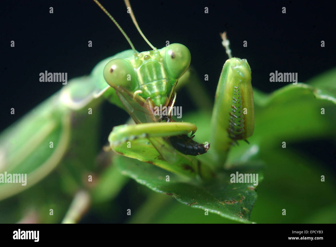 Spotted praying mantis eating another insect in Tamil Nadu, South India Stock Photo