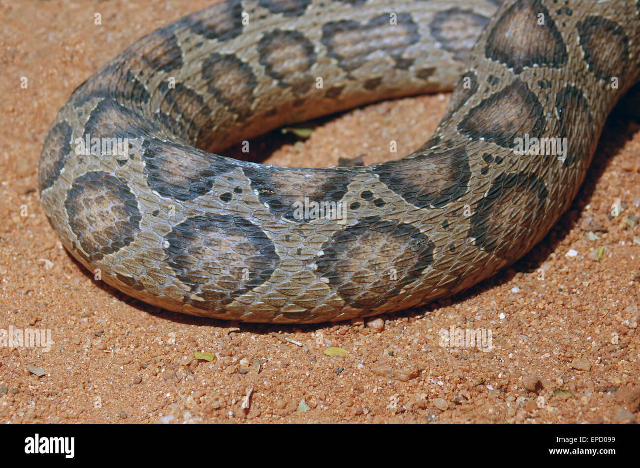 Camouflage Pattern On Adult Russell S Viper Daboia Russelii Tamil Nadu South India Stock Photo Alamy