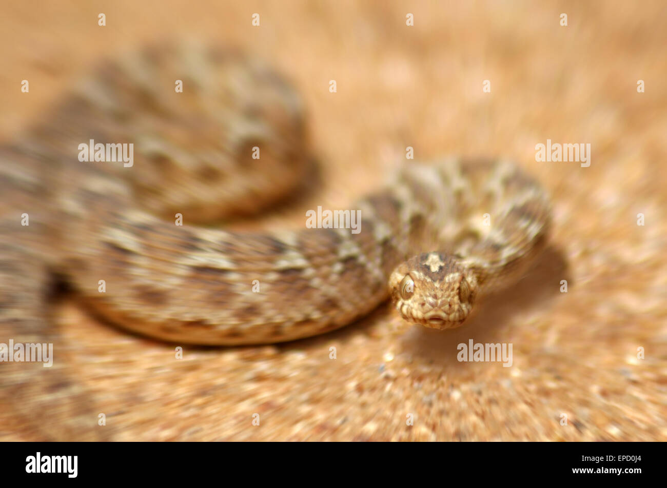 Young saw-scaled viper, Echis carinatus, Tamil Nadu, South India Stock Photo