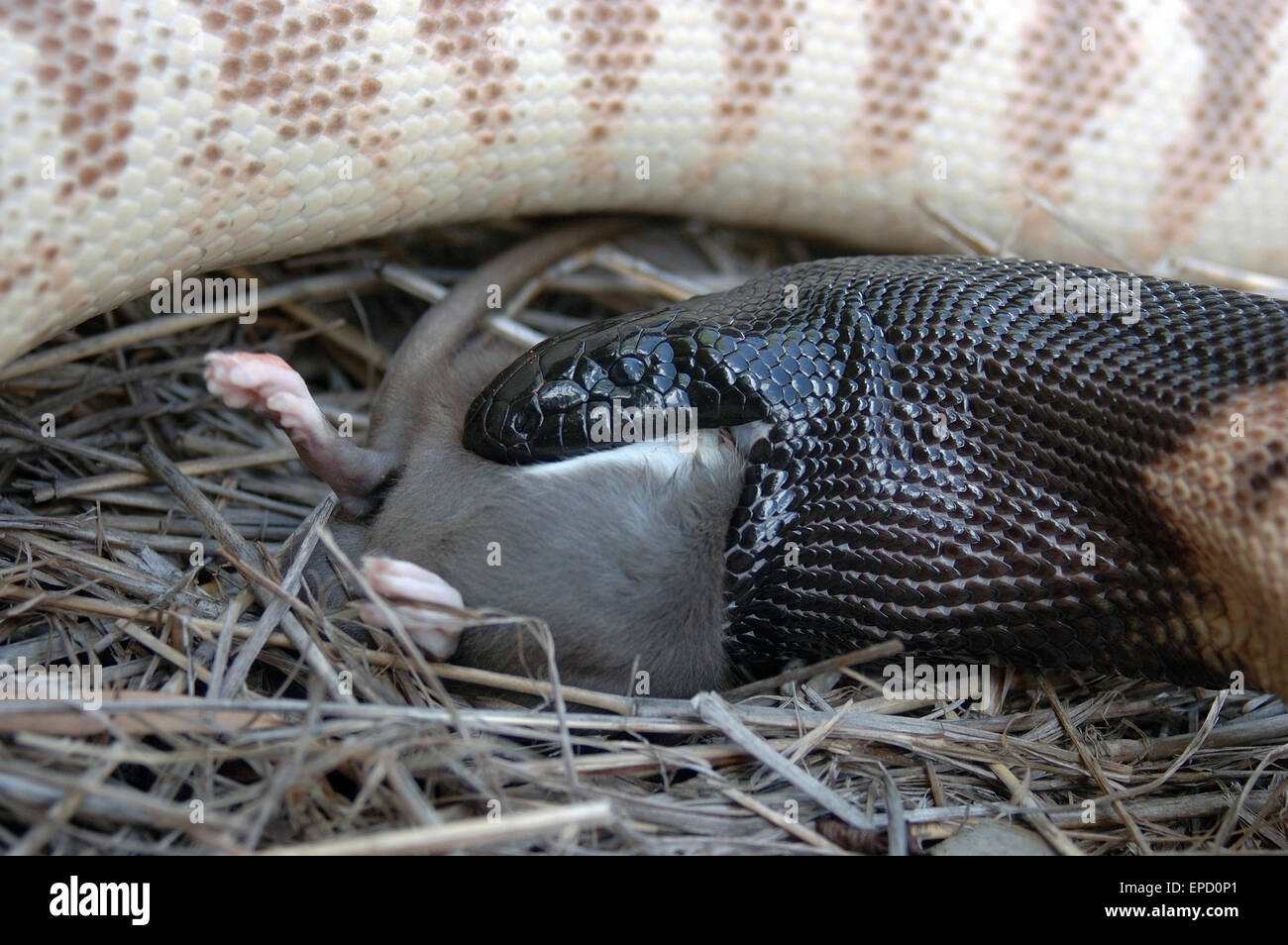 Australian black headed python, Aspidites melanocephalus, swallowing a black rat, Rattus rattus Stock Photo