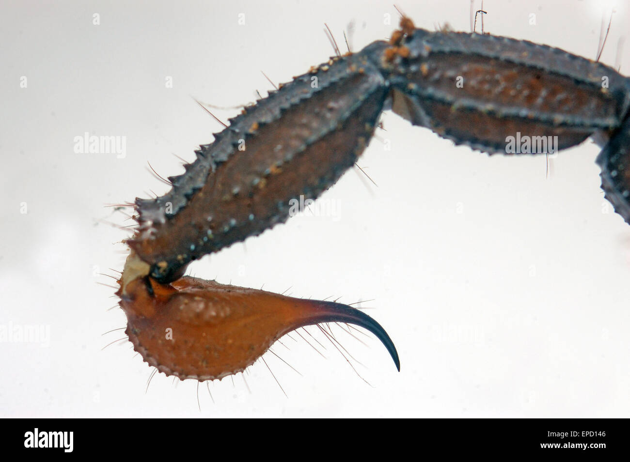 stinger of Scorpion from south India - Heterometrus xanthropus or H. fulvipes - on white background Stock Photo