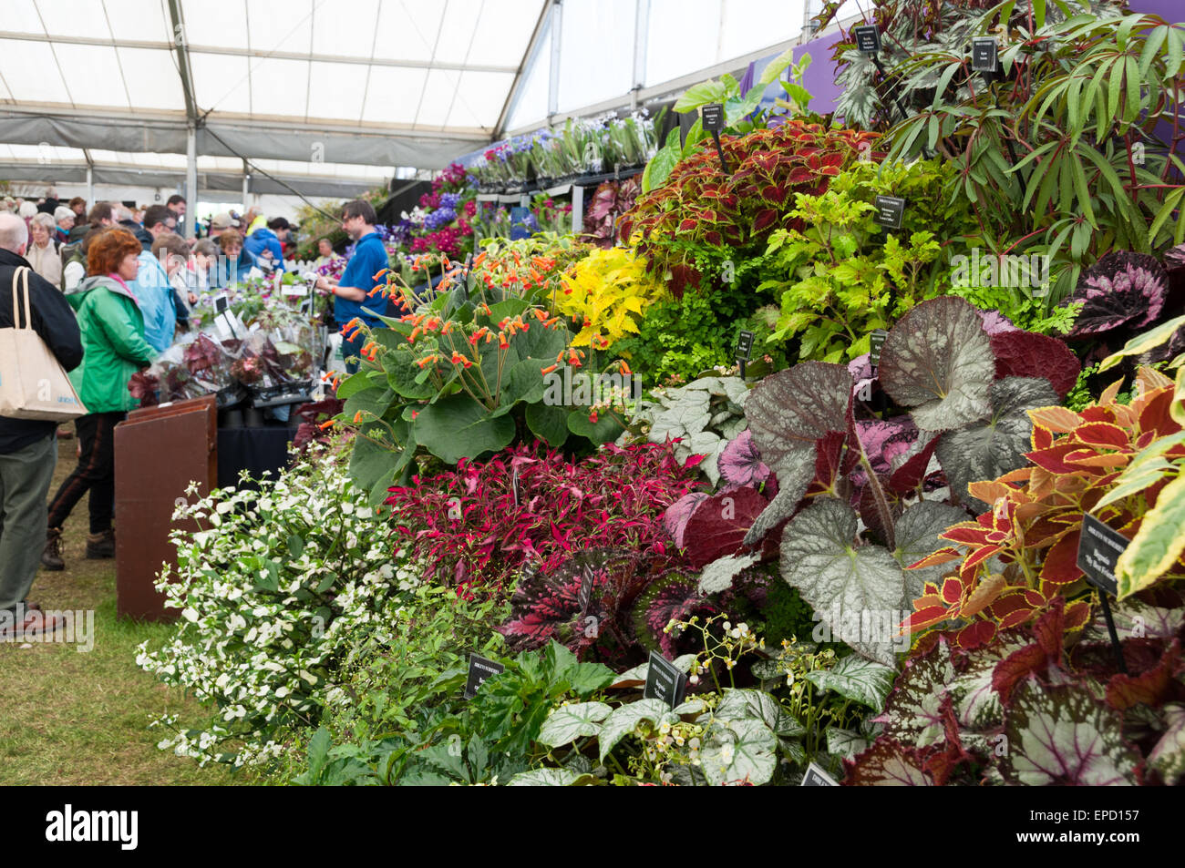 Royal Horticultural Society (RHS) Malvern Spring Festival, 9th May 2015 Stock Photo
