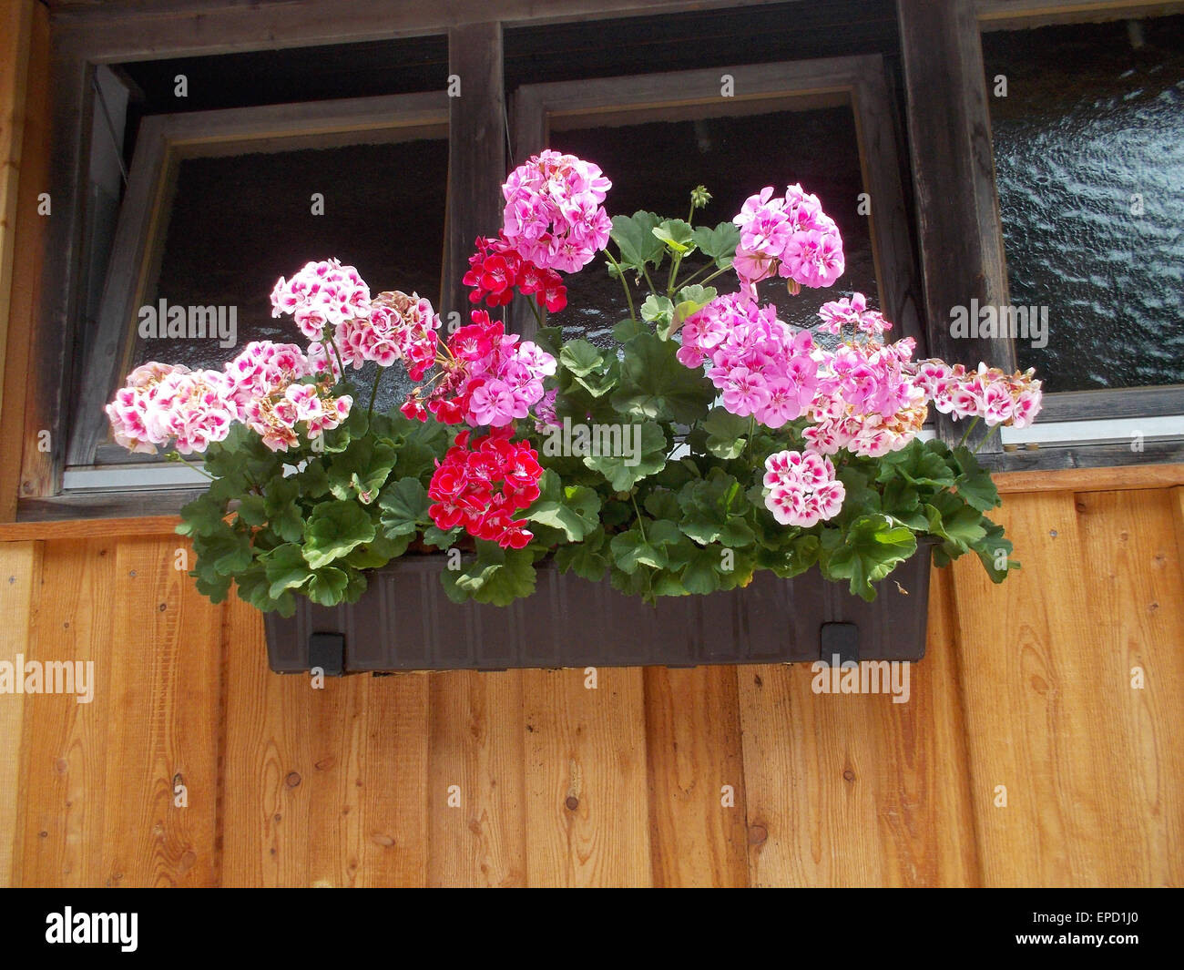 The beauty of the flowers on the window sill Stock Photo - Alamy