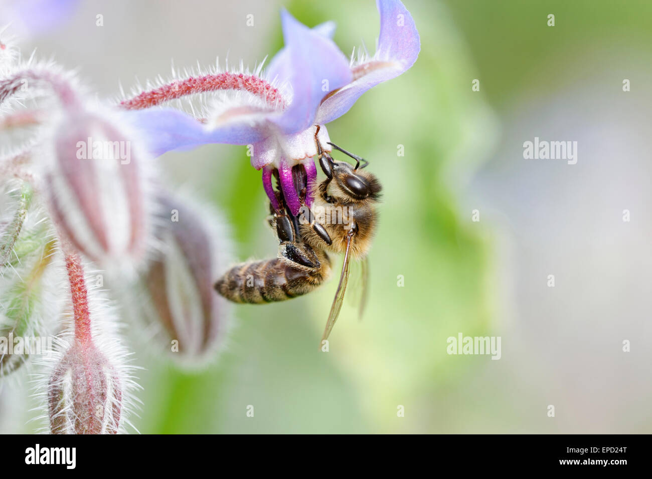 a honey bee on a borage (Starflower) flower head Stock Photo