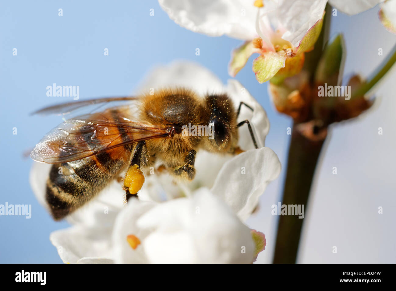 A honey bee on a Prunus cerasifera (flowering cherry)  flower head Stock Photo
