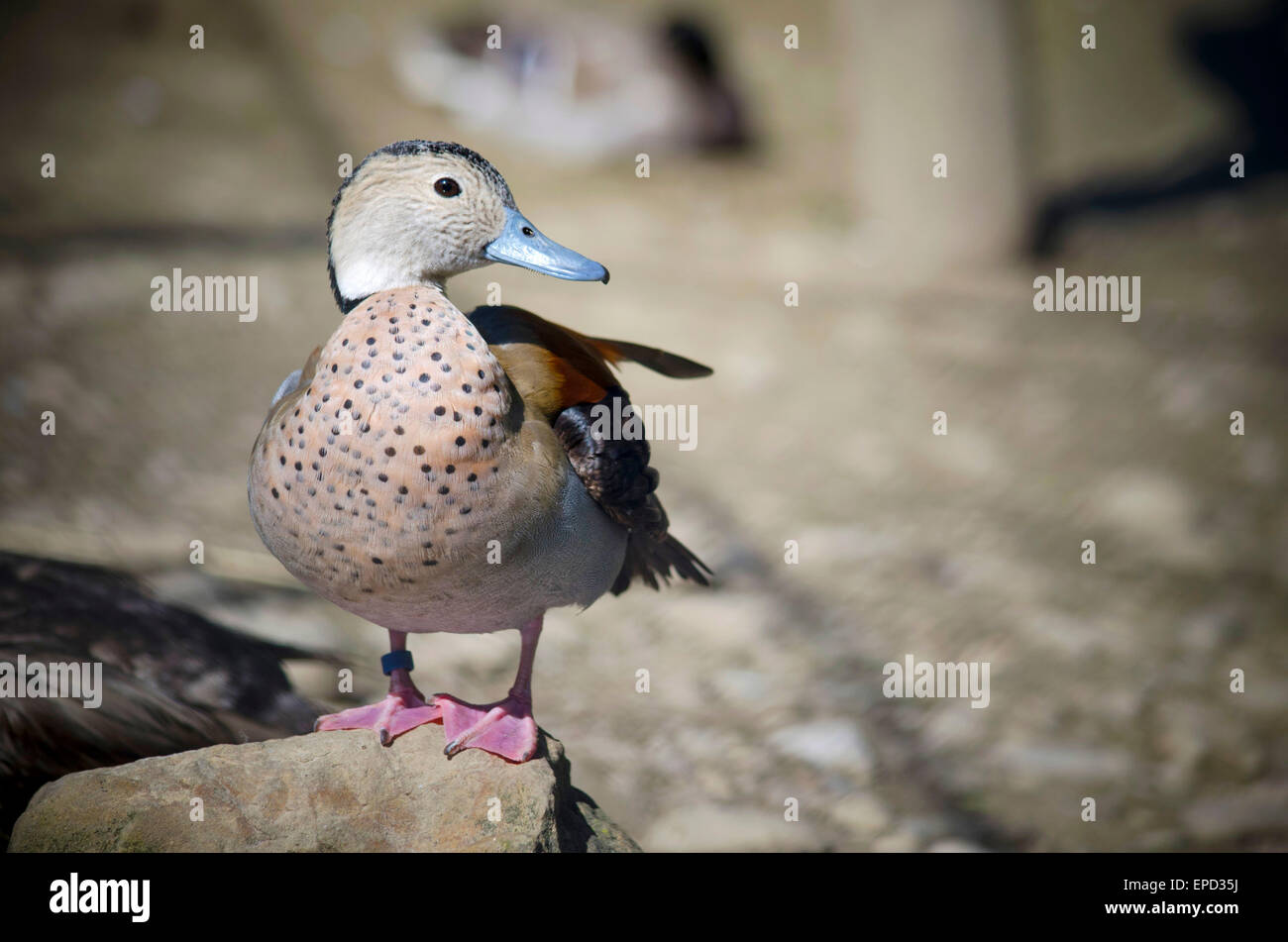 Brown and grey duck hi-res stock photography and images - Alamy