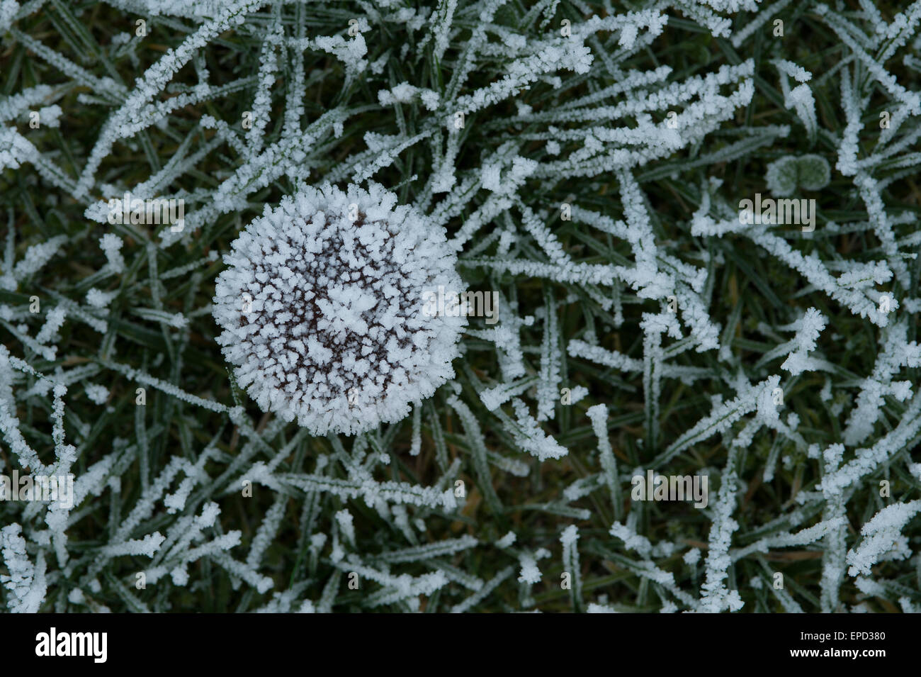 Frozen grass with mushroom covered with ice crystals Stock Photo