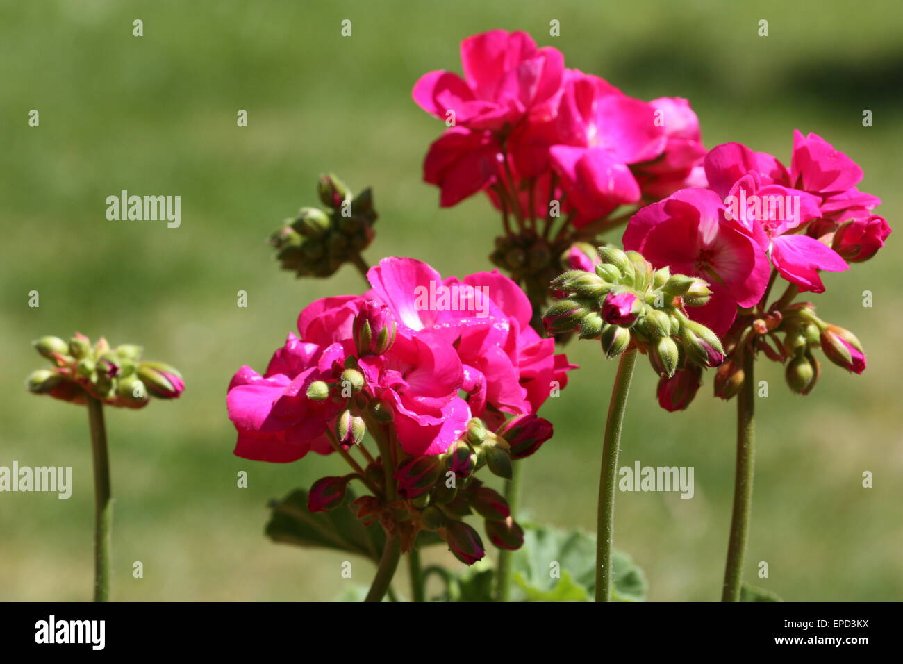 Pink geranium flowers and buds in summer season Stock Photo