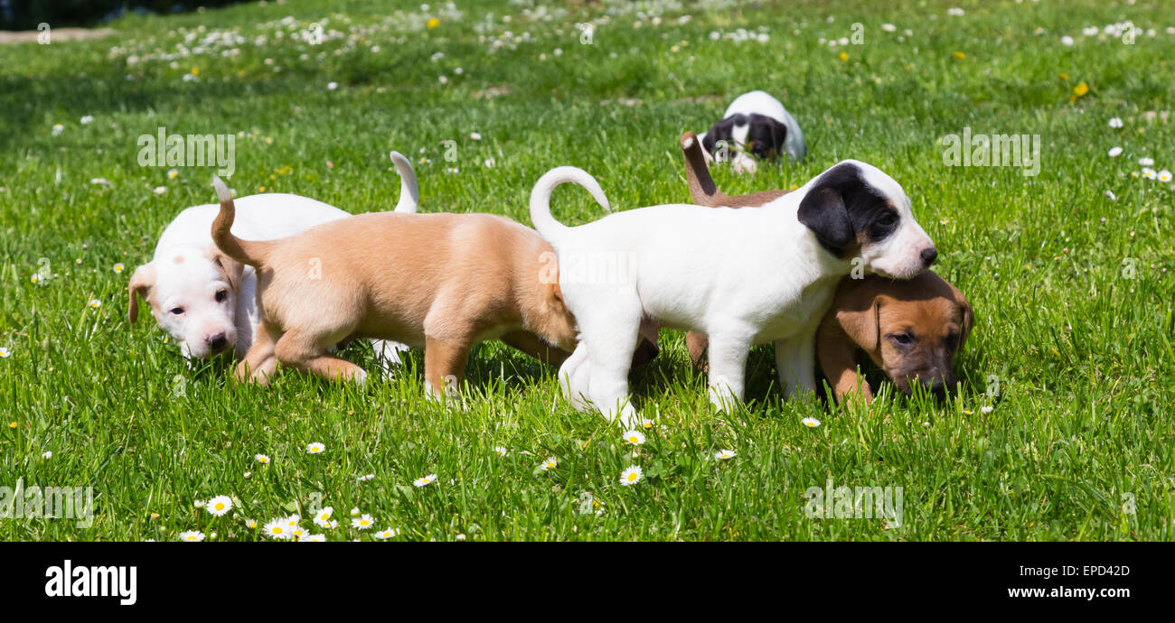 Mixed-breed cute little puppies on grass Stock Photo - Alamy