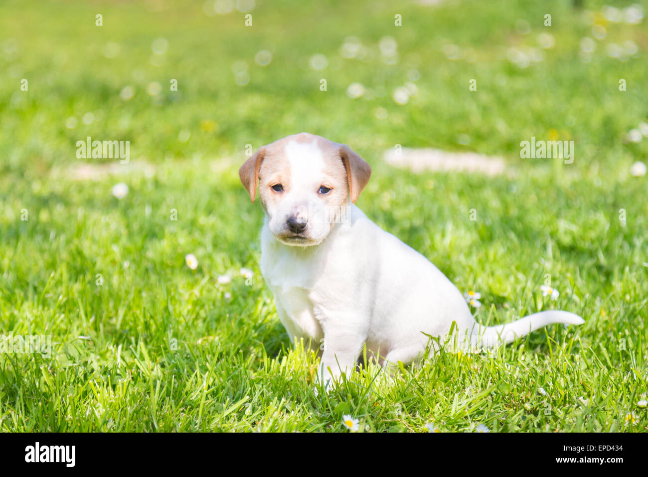 Puppy on grass hires stock photography and images Alamy