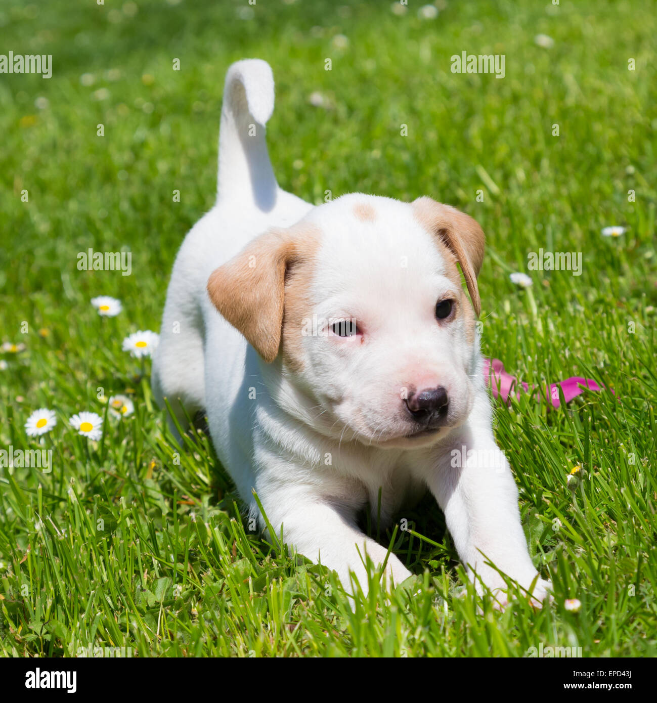 Mixed-breed cute little puppy on grass Stock Photo - Alamy
