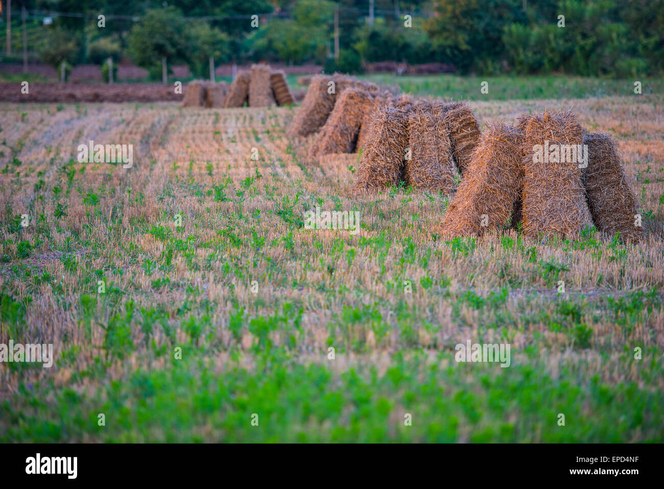 Hay bales in the meadows at sunset with blu sky and clouds, Gubbio, Umbria, Italy Stock Photo
