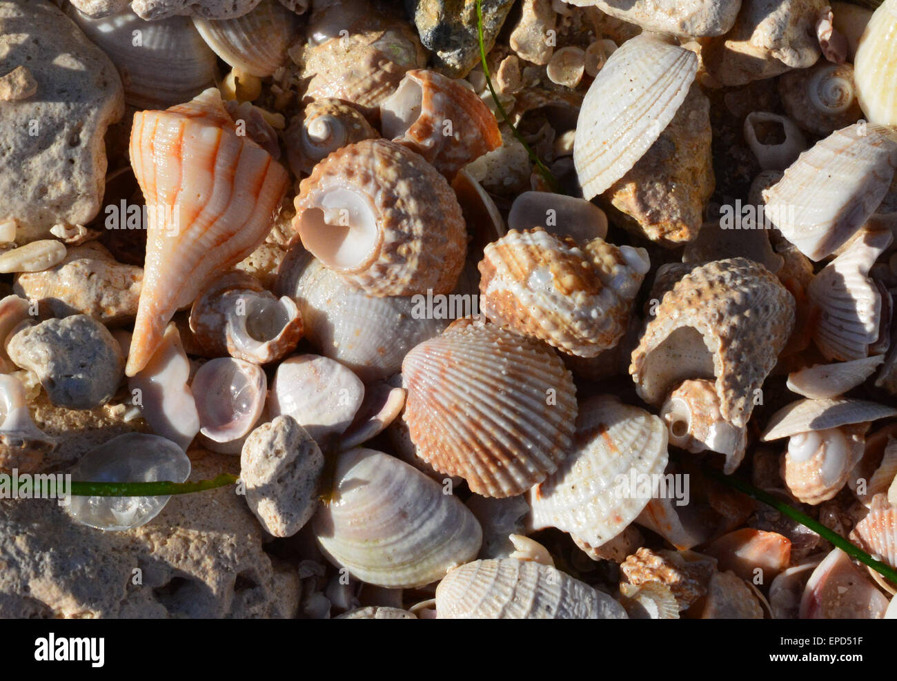 Shells of florida hi-res stock photography and images - Page 5 - Alamy