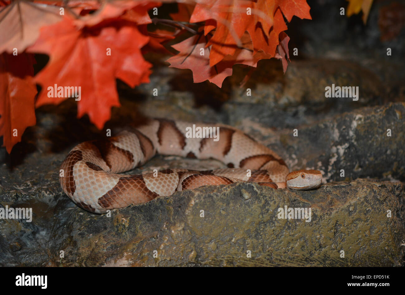 Copperhead snake lying in wait. Taken in Crystal River, Florida USA Stock Photo