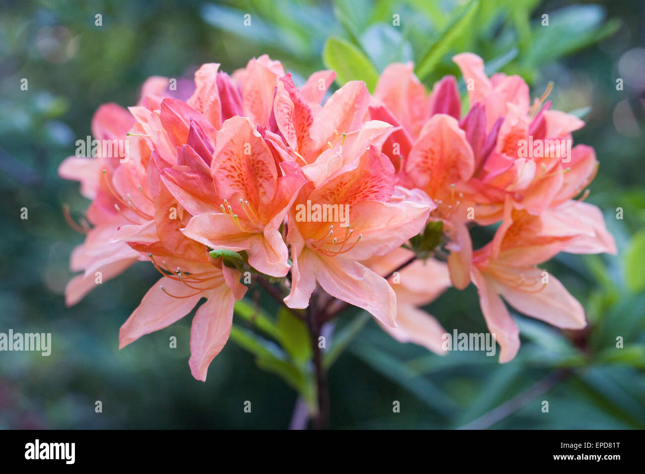 Rhododendron salmon queen hires stock photography and images Alamy
