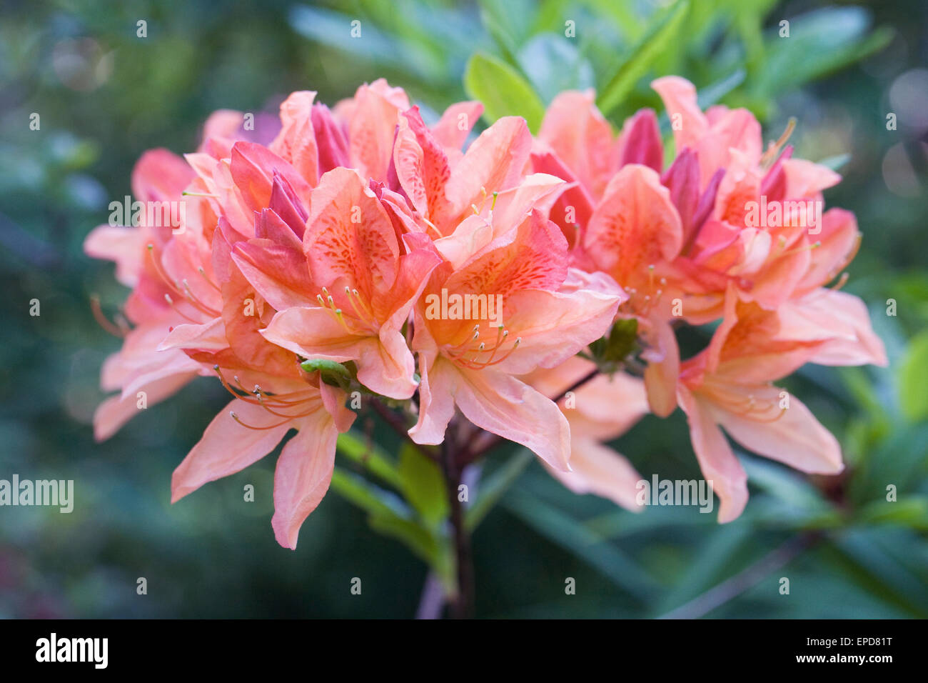 Rhododendron 'Salmon Queen' flowers. Stock Photo