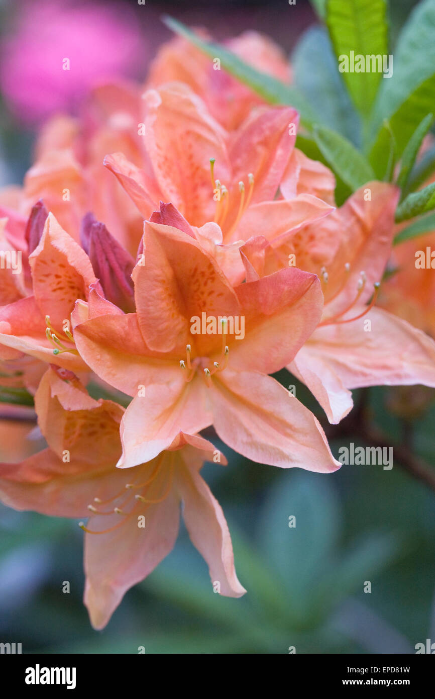 Rhododendron 'Salmon Queen' flowers Stock Photo Alamy