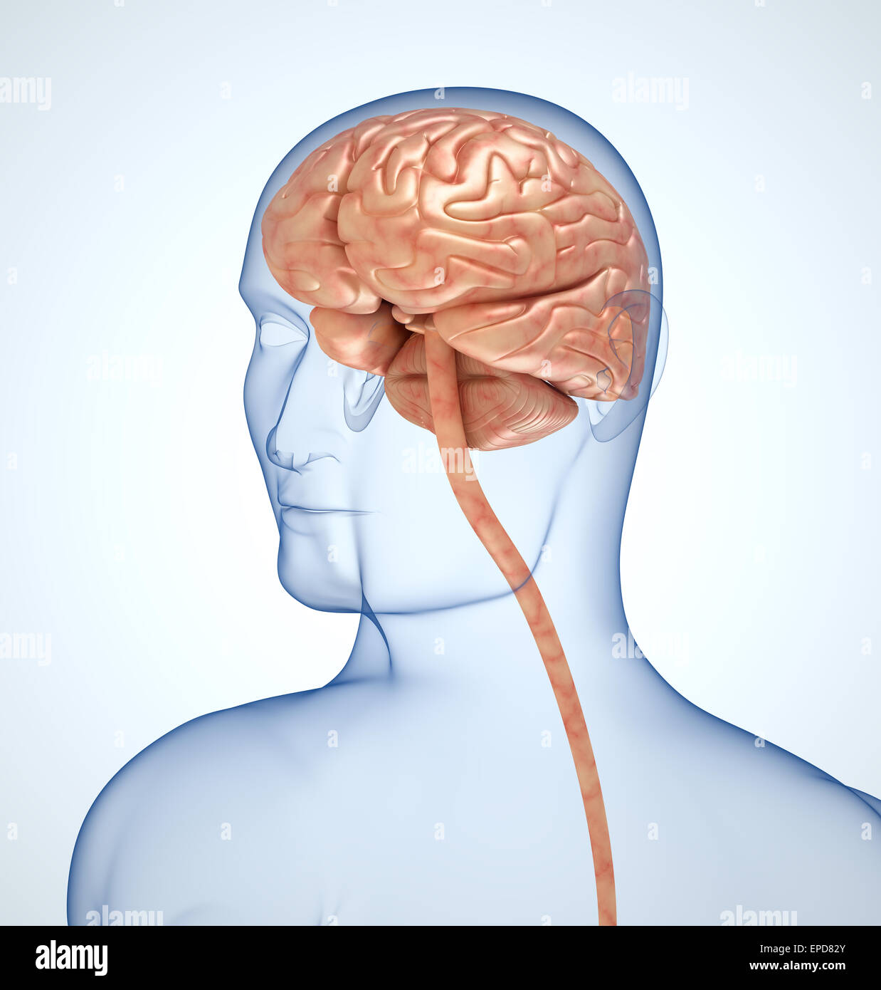 The brain in the transparent head on the light-blue background Stock ...