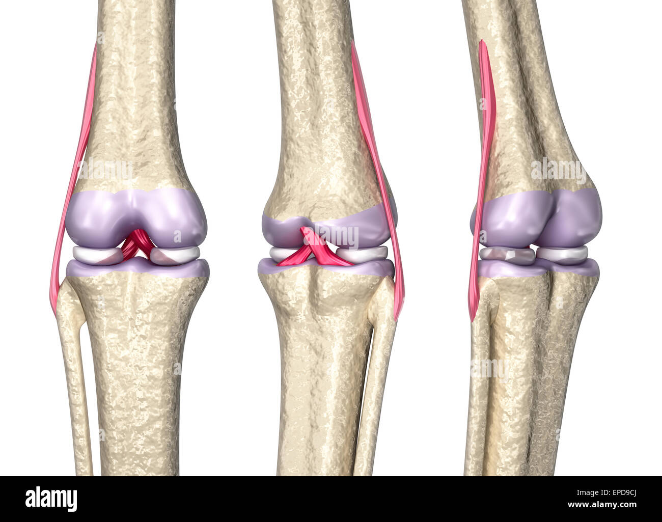 Knee Joint Anatomy 3d Model Stock Photo Alamy