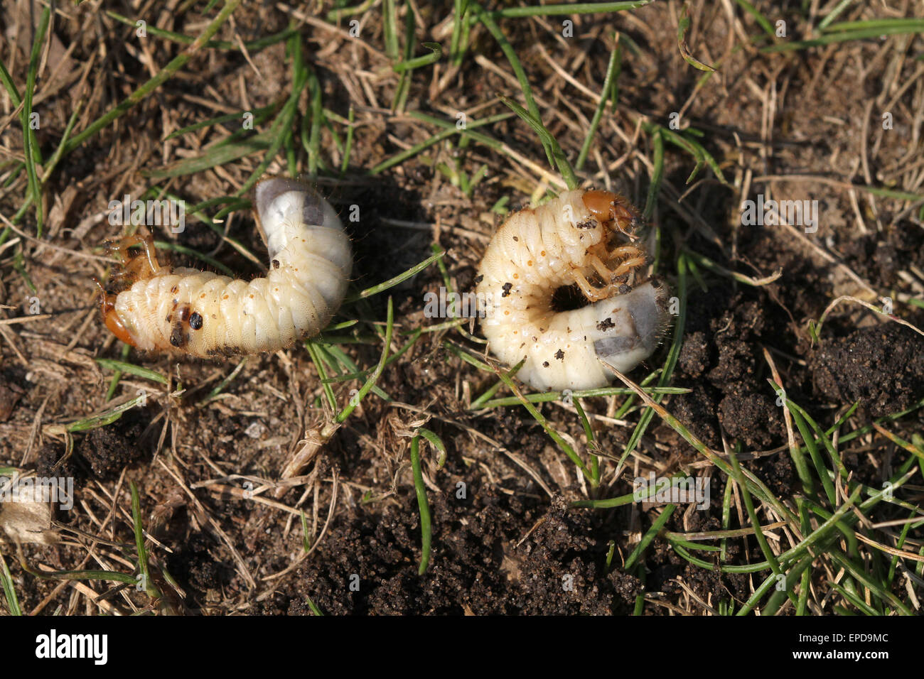 White grub hi-res stock photography and images - Page 2 - Alamy