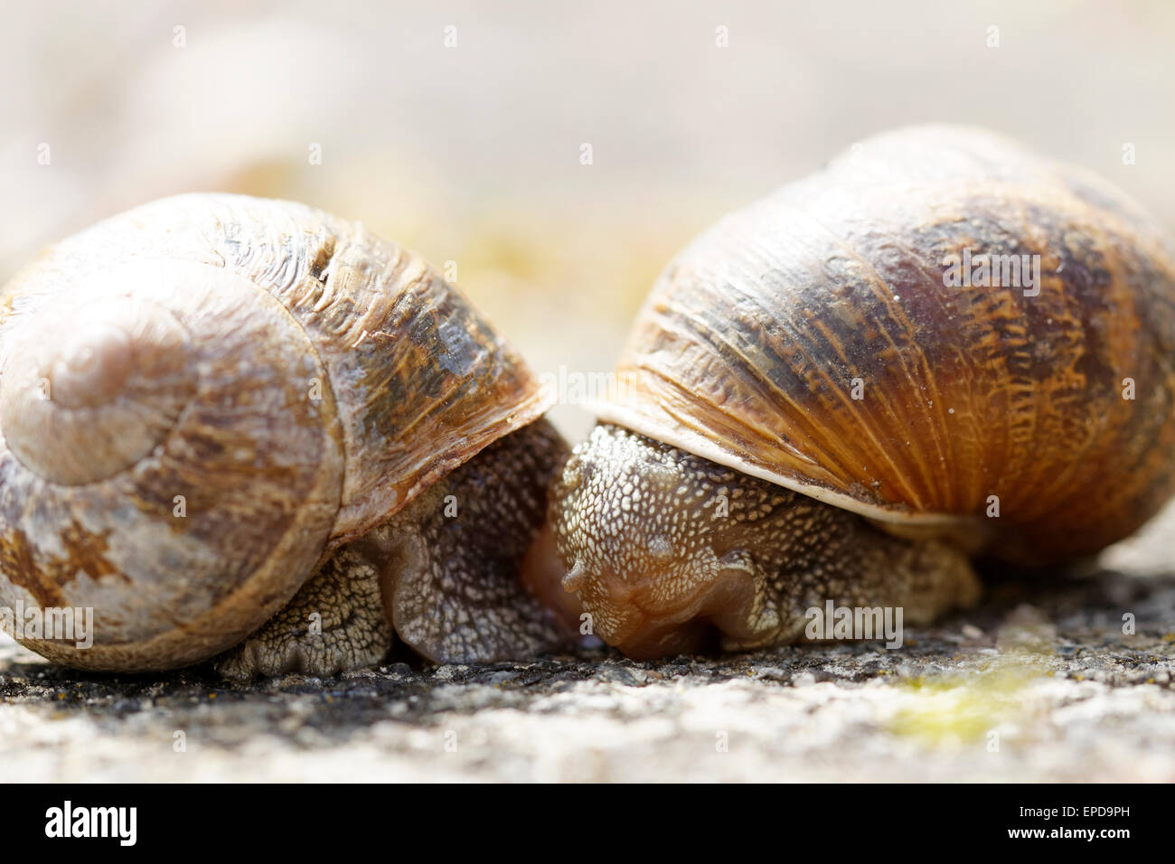 Snails mating hires stock photography and images Alamy