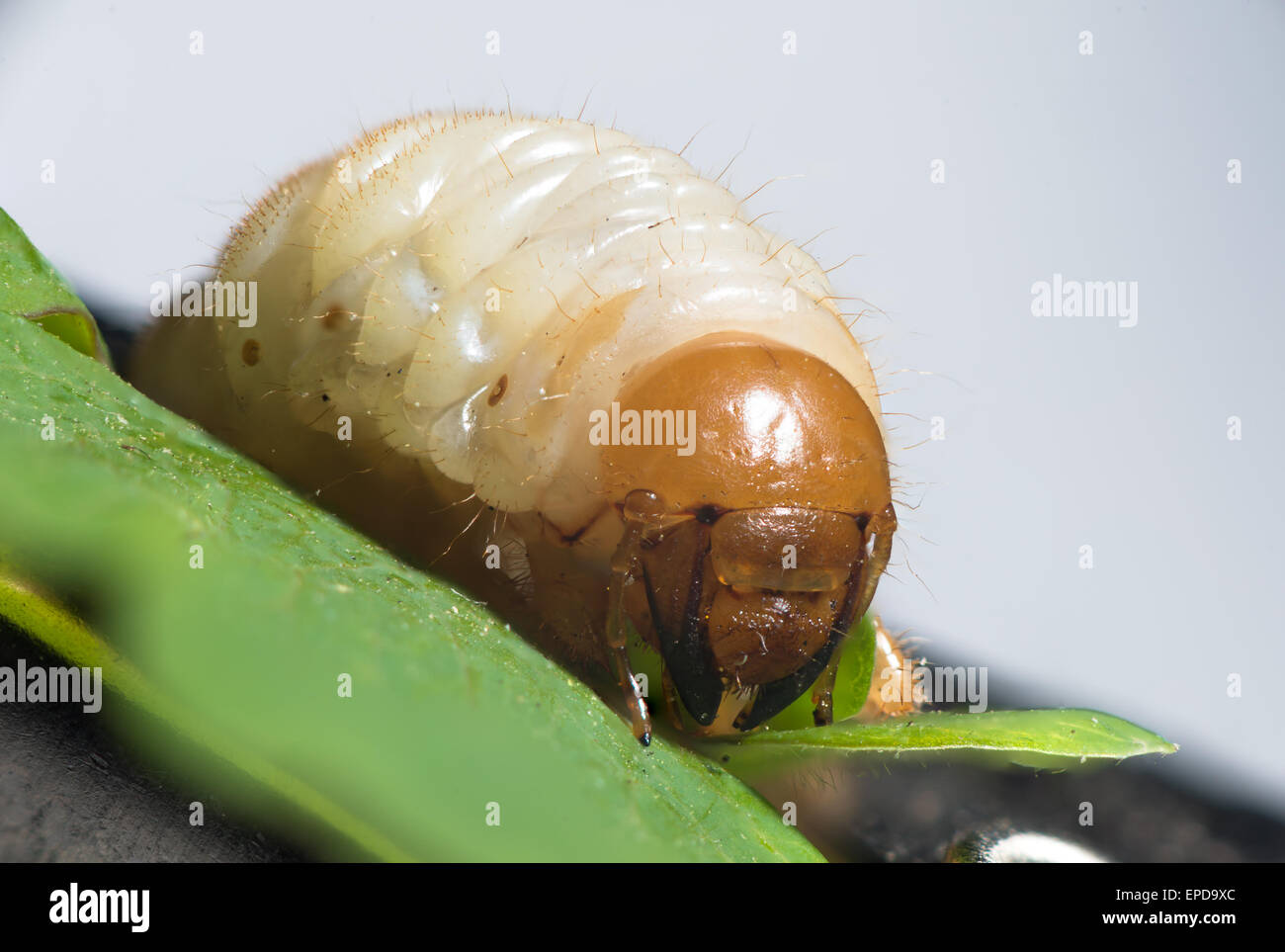 melolontha larva. The cockchafer (May bug) is a European beetle of the genus Melolontha Stock Photo