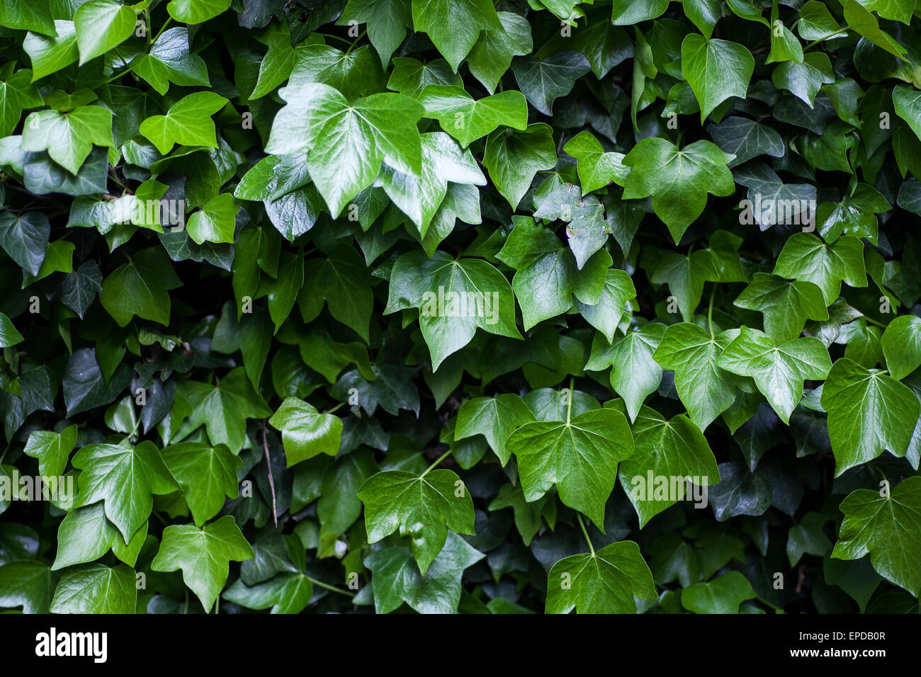 Ivy climbing the wall hires stock photography and images Alamy