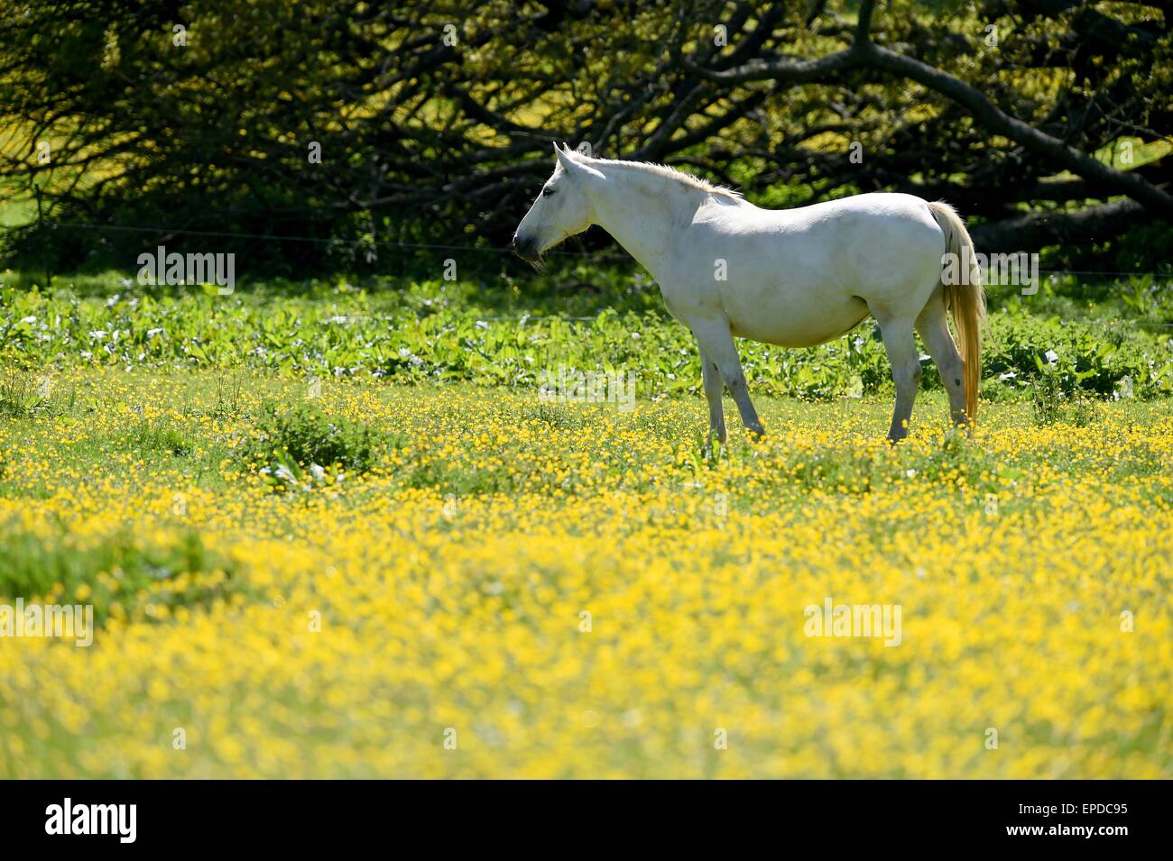 Horses in a field of yellow flowers, UK Stock Photo Alamy