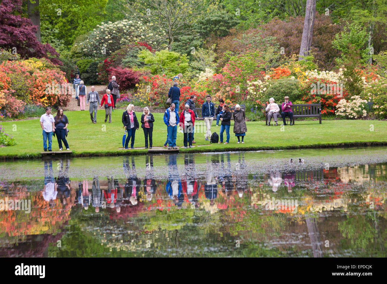 Visitors and reflections at lake by stunning rhododendrons and azaleas at Exbury Gardens, New Forest National Park, Hampshire UK in May Spring Stock Photo