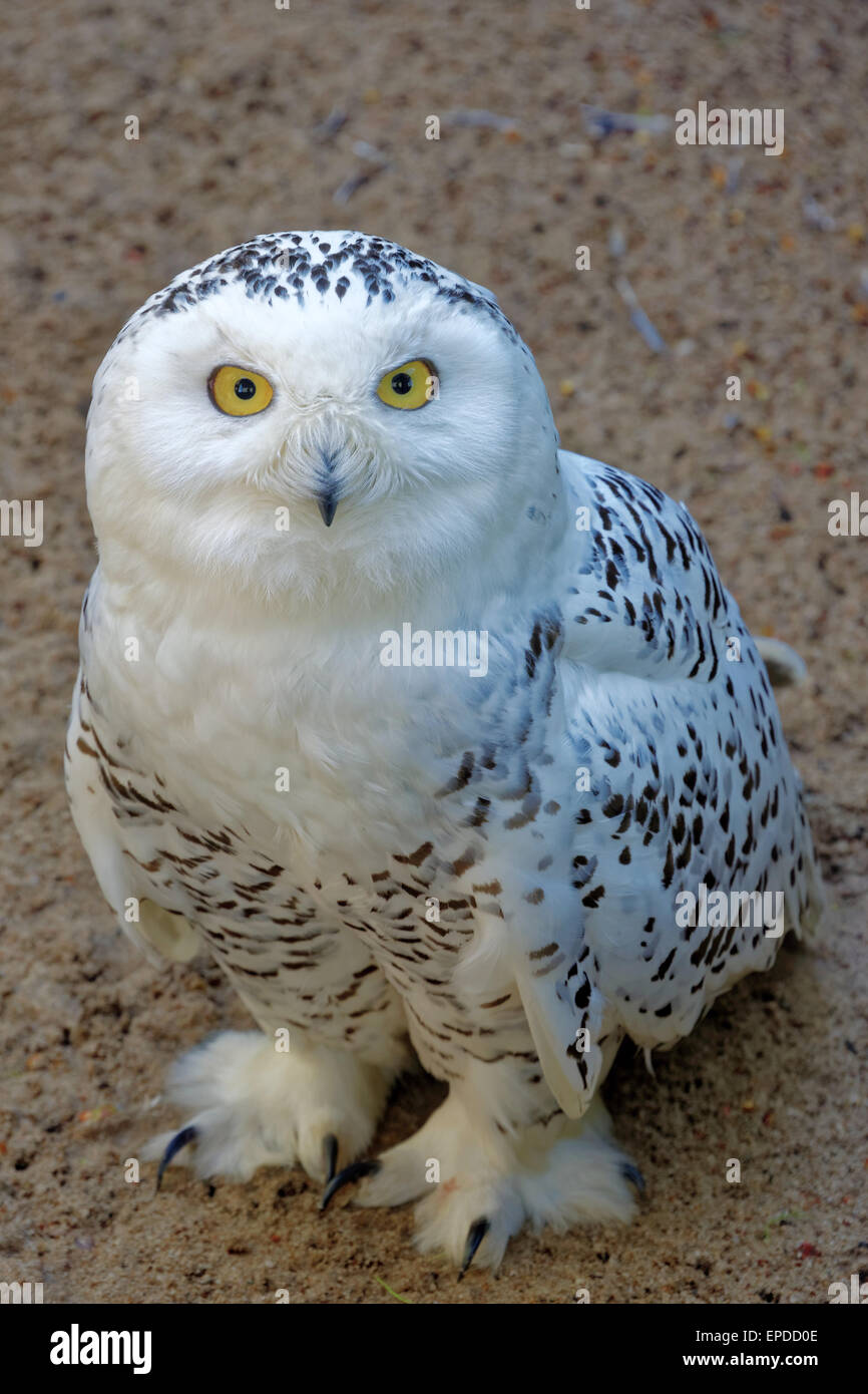 Typical owl hi-res stock photography and images - Alamy