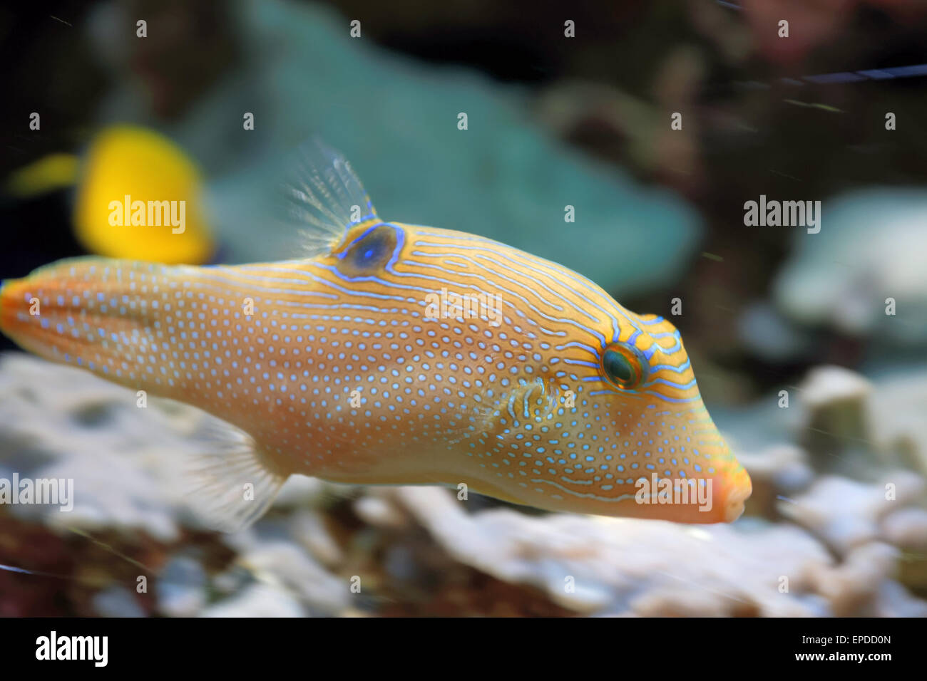 Canthigaster solandri is a ray-finned species of fish and member of the pufferfish family. Stock Photo