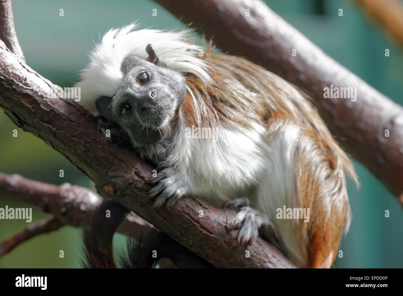Cotton-top tamarin (Saguinus oedipus) is a small New World monkey weighing less than 0.5 kg Stock Photo