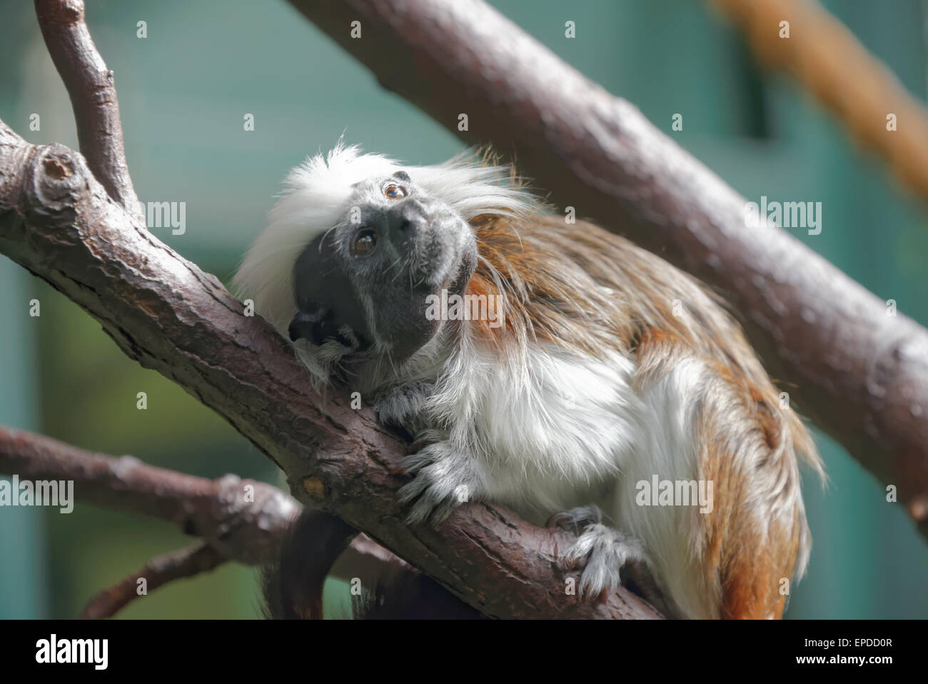 Cotton-top tamarin (Saguinus oedipus) is a small New World monkey weighing less than 0.5 kg Stock Photo