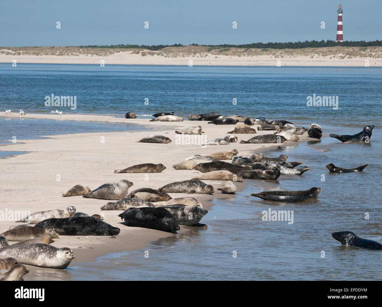 seals in the Waddensea Stock Photo