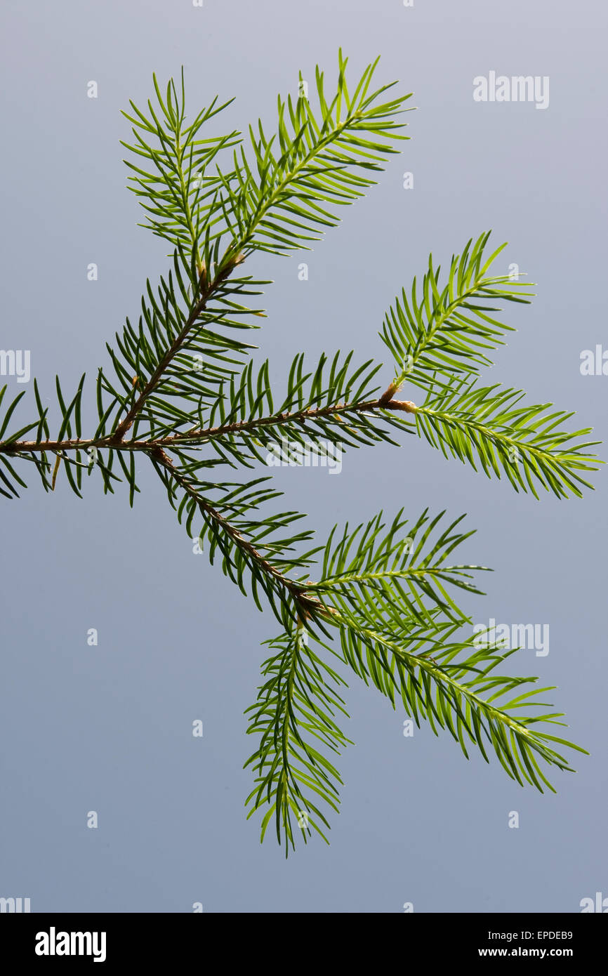 Common Spruce, Christmas Tree, Gewöhnliche Fichte, RotFichte