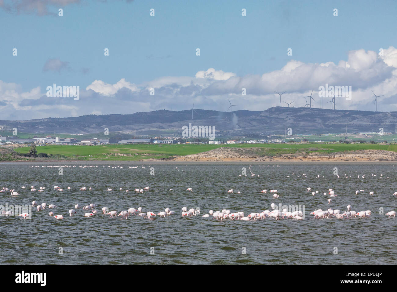 Flamingos in Larnaca Salt Lake Stock Photo - Alamy